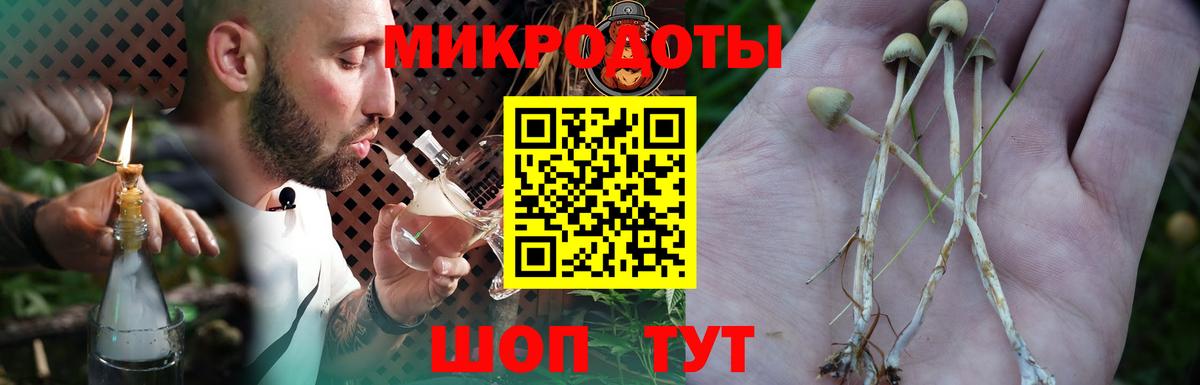 Галлюциногенные грибы Psilocybine cubensis Северодвинск